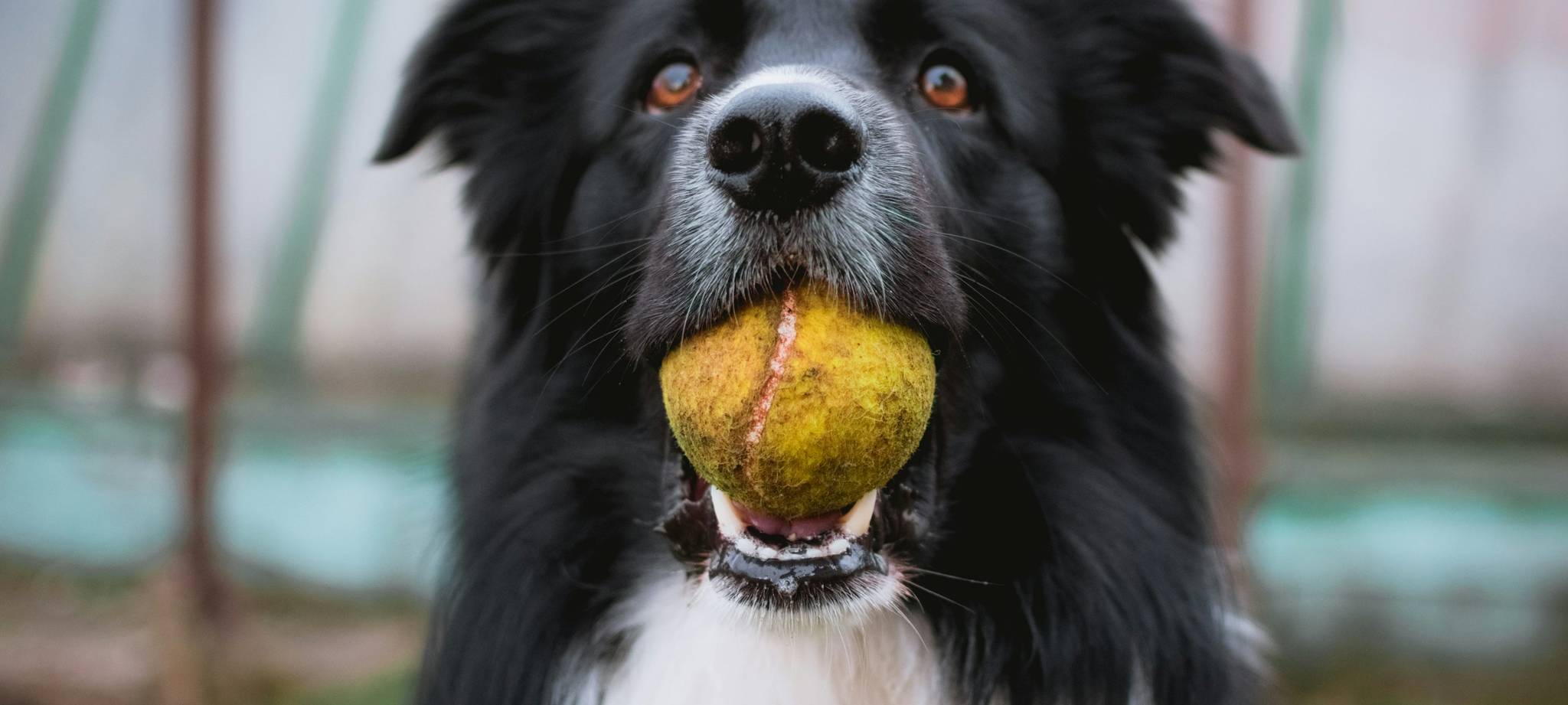 世界杯投注中国官方网站平台 - World Cup正规投注平台
